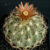 Echinomastus_durangensis